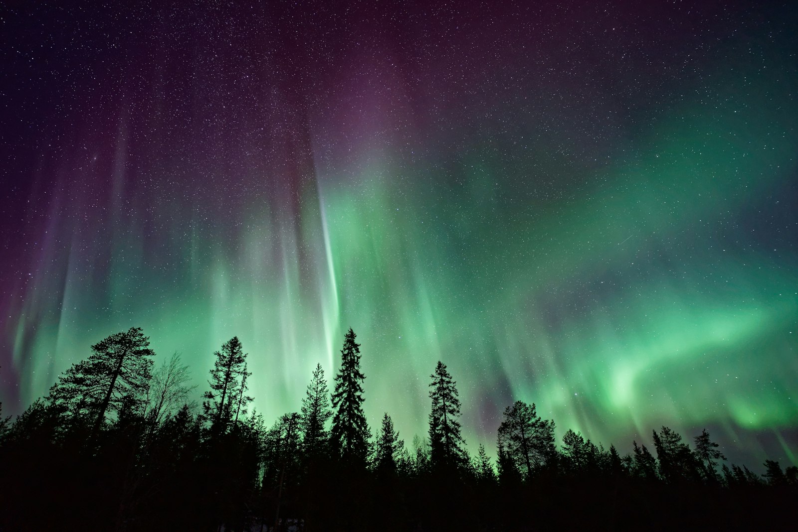 Nordlys over granskog